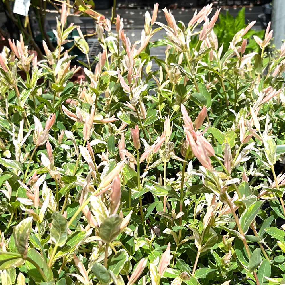 ハクロニシキの通販 おすすめ 苗木部 By 花ひろばオンライン