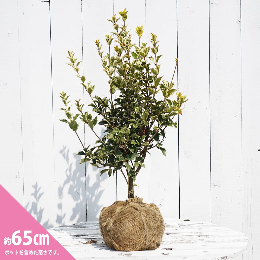 ヒイラギ シマヒイラギ 苗 販売 苗木部 By 花ひろばオンライン