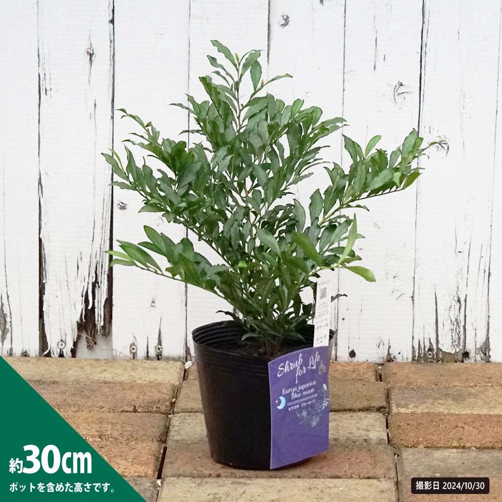 ヒサカキ ブルームーン 苗 販売 苗木部 By 花ひろばオンライン