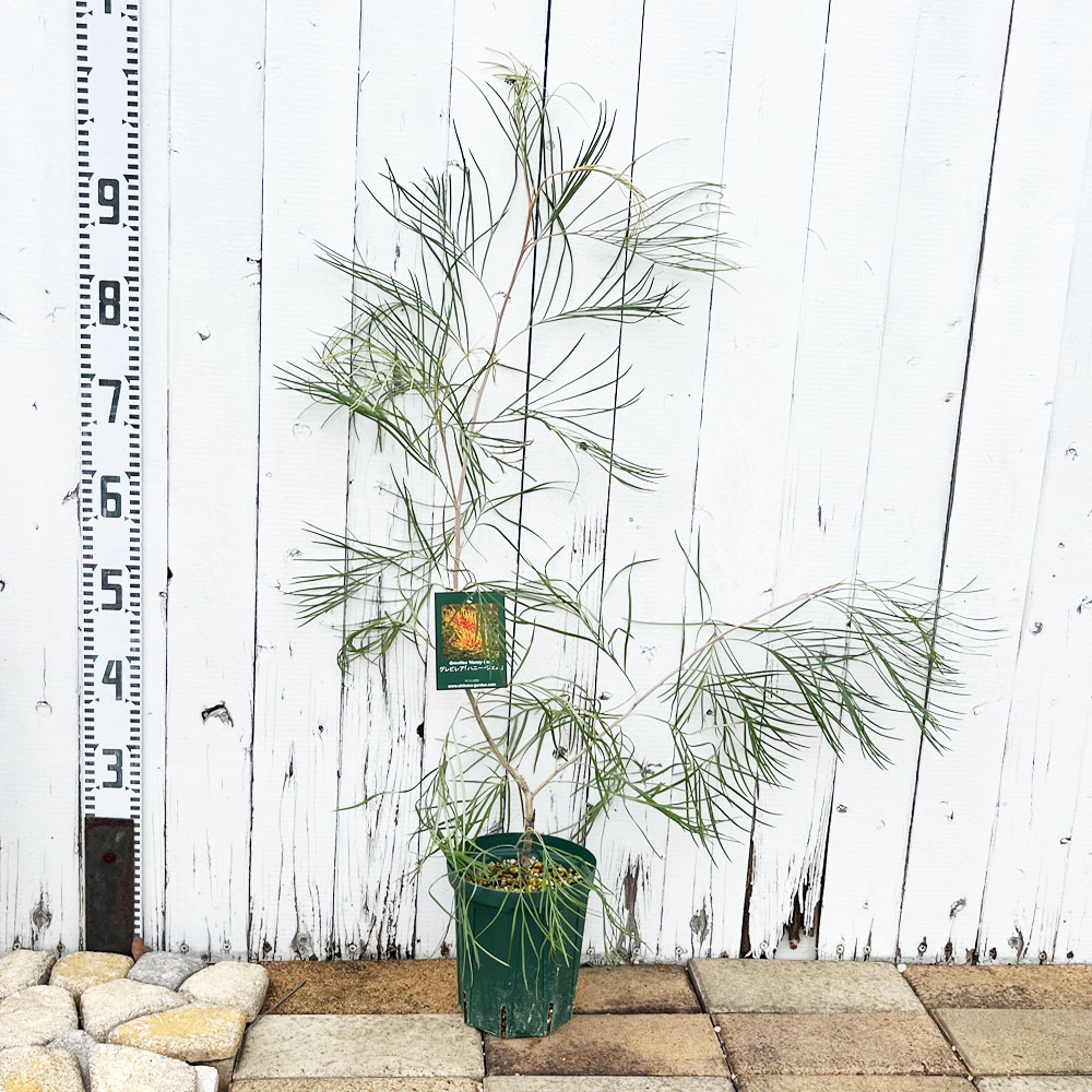 グレビレア ハニージェムの通販 苗木部 By 花ひろばオンライン