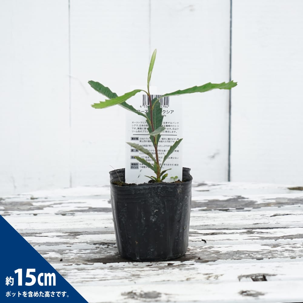 バンクシア インテグリフォリア コーストバンクシア 苗 通販 苗木部