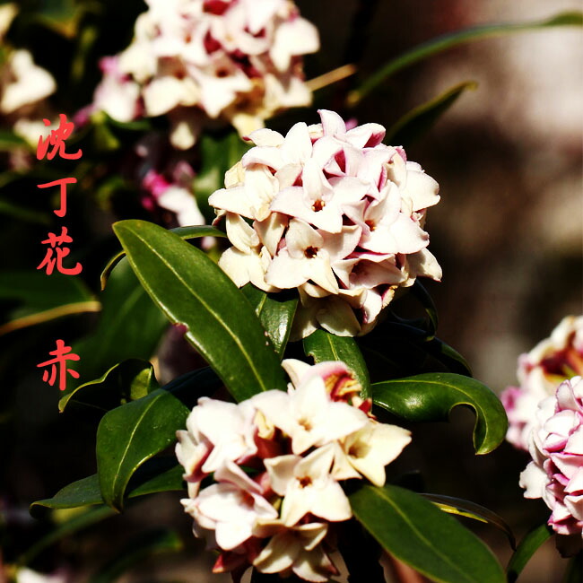   ジンチョウゲ 赤