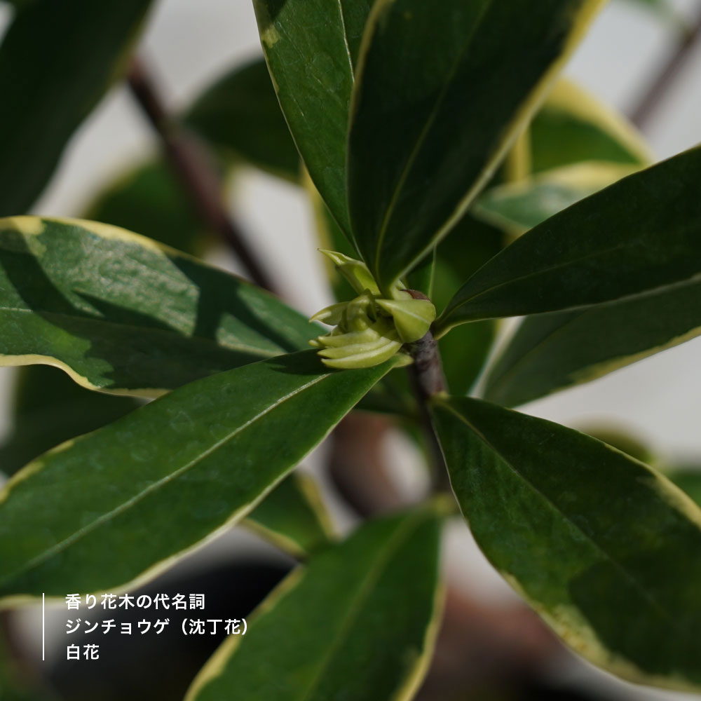 斑入りジンチョウゲ 白 