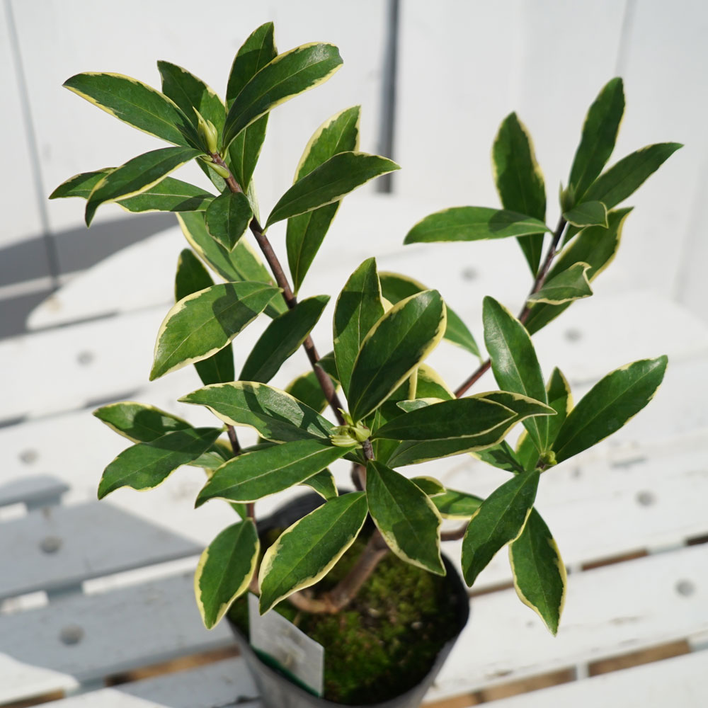 斑入りジンチョウゲ 白