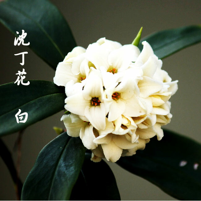 ジンチョウゲ 白