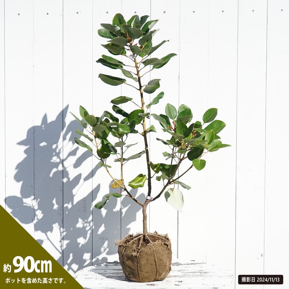 ロドレイア ヘンリー レッドファンネル 苗 販売 苗木部 By 花ひろば