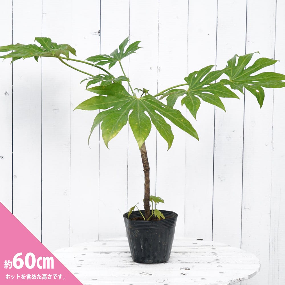 ヤツデ 絞り 苗 通販 苗木部 By 花ひろばオンライン