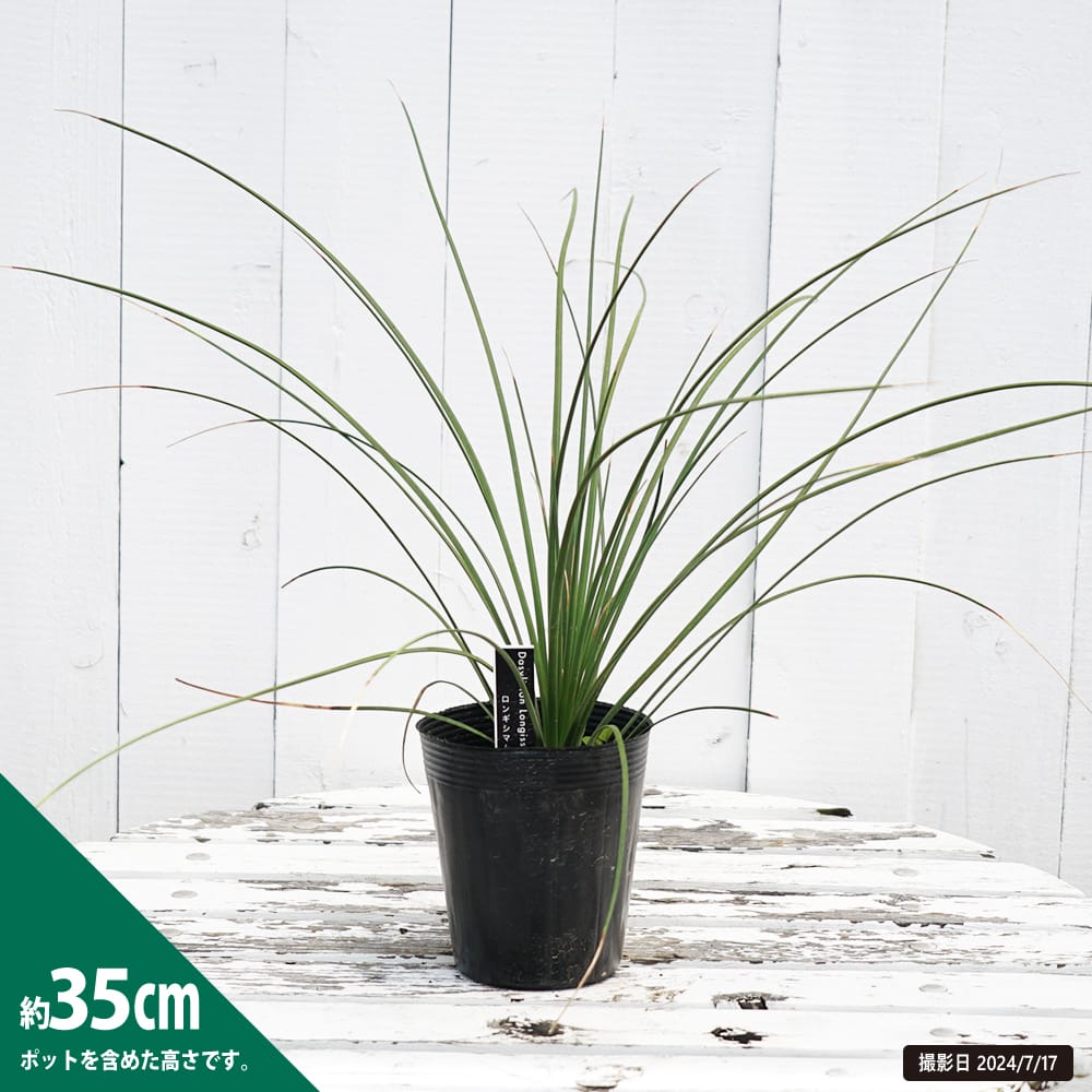 ダシリリオン ロンギシマム 1