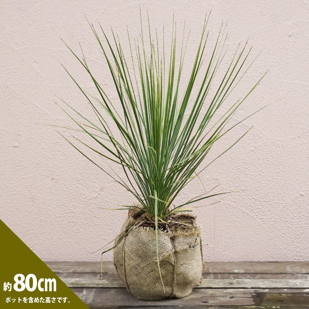 ユッカ ロストラータ 苗 植え方 苗木部 By 花ひろばオンライン