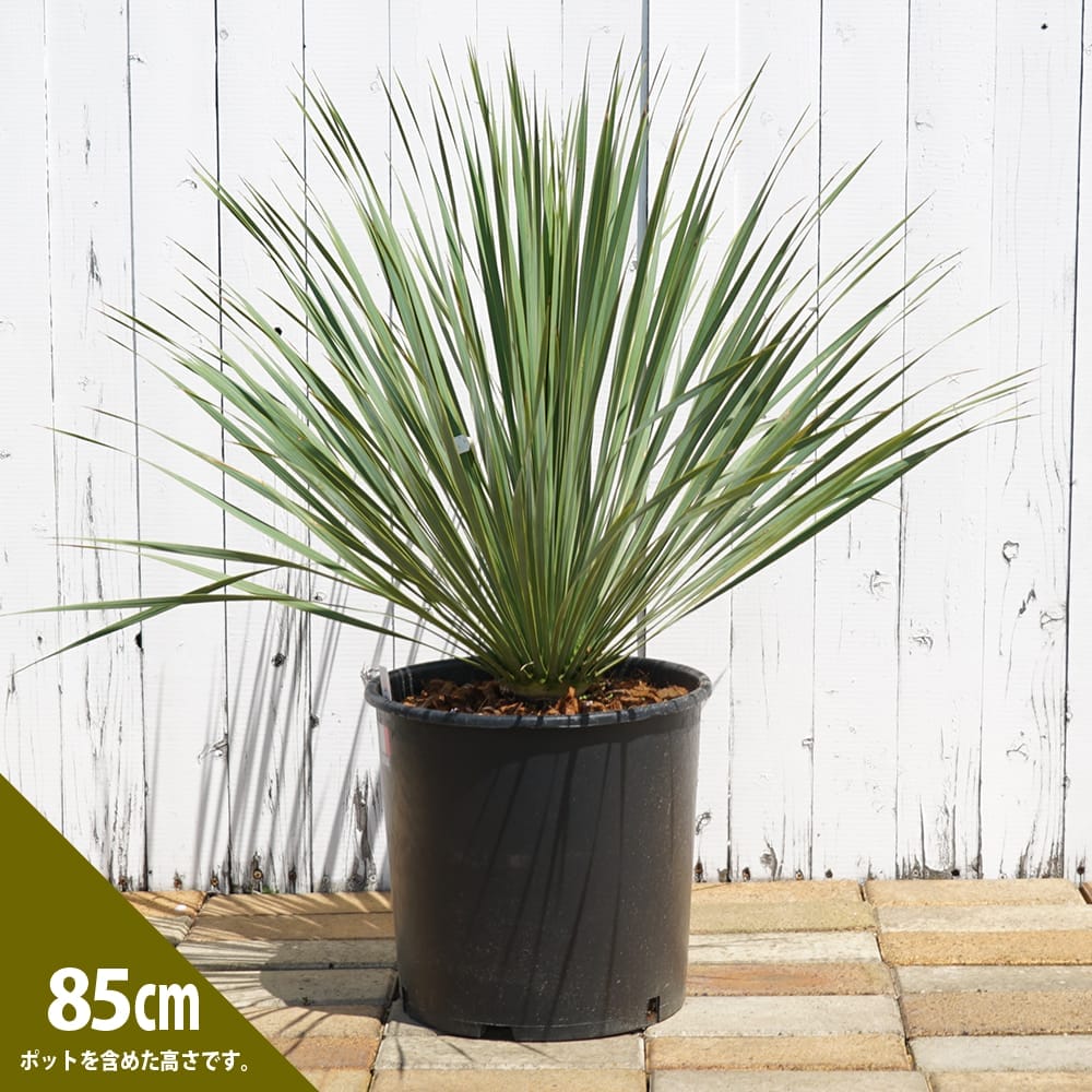 ユッカ ロストラータ 苗 鉢植え 苗木部 By 花ひろばオンライン
