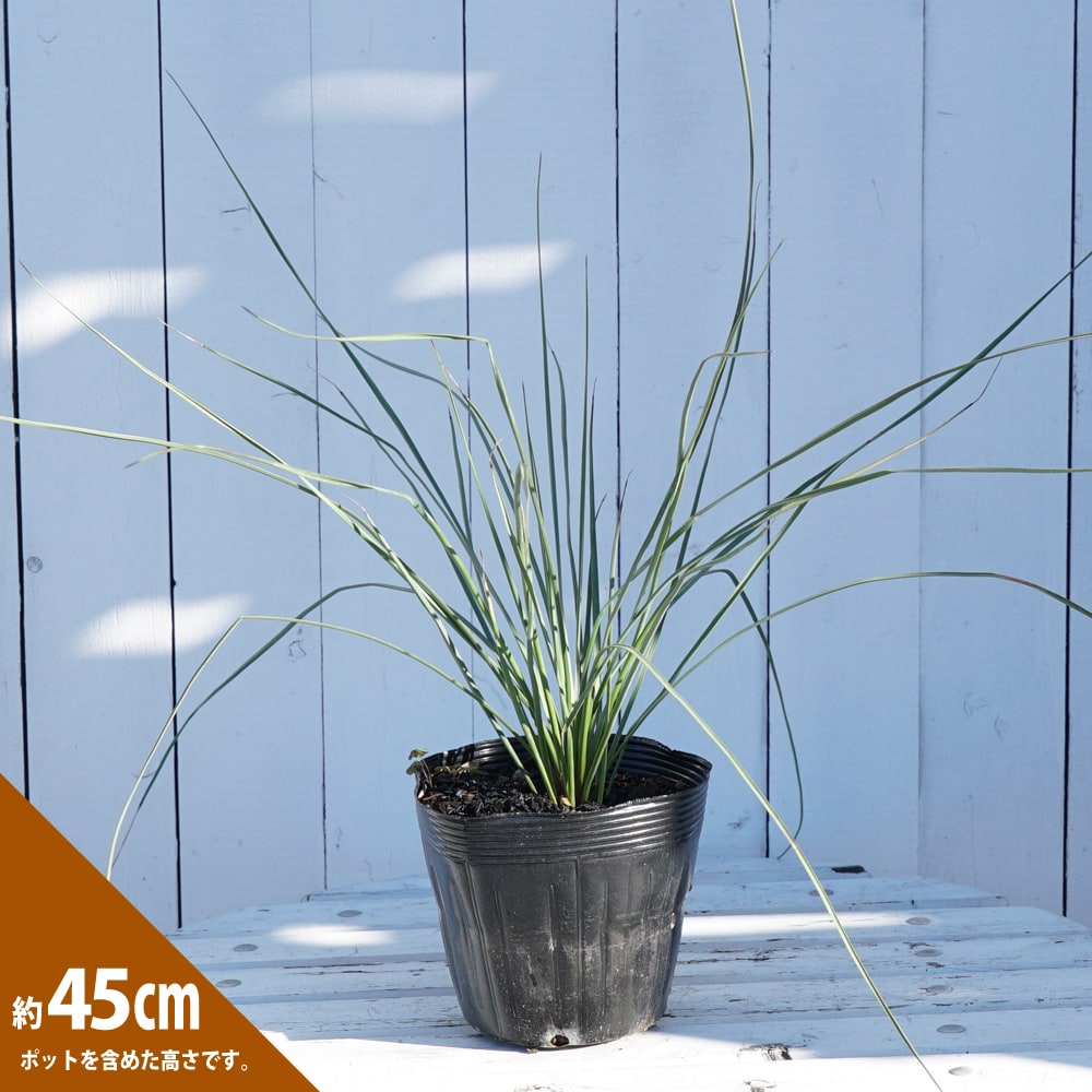 ユッカ ロストラータ 苗 育て方 苗木部 By 花ひろばオンライン