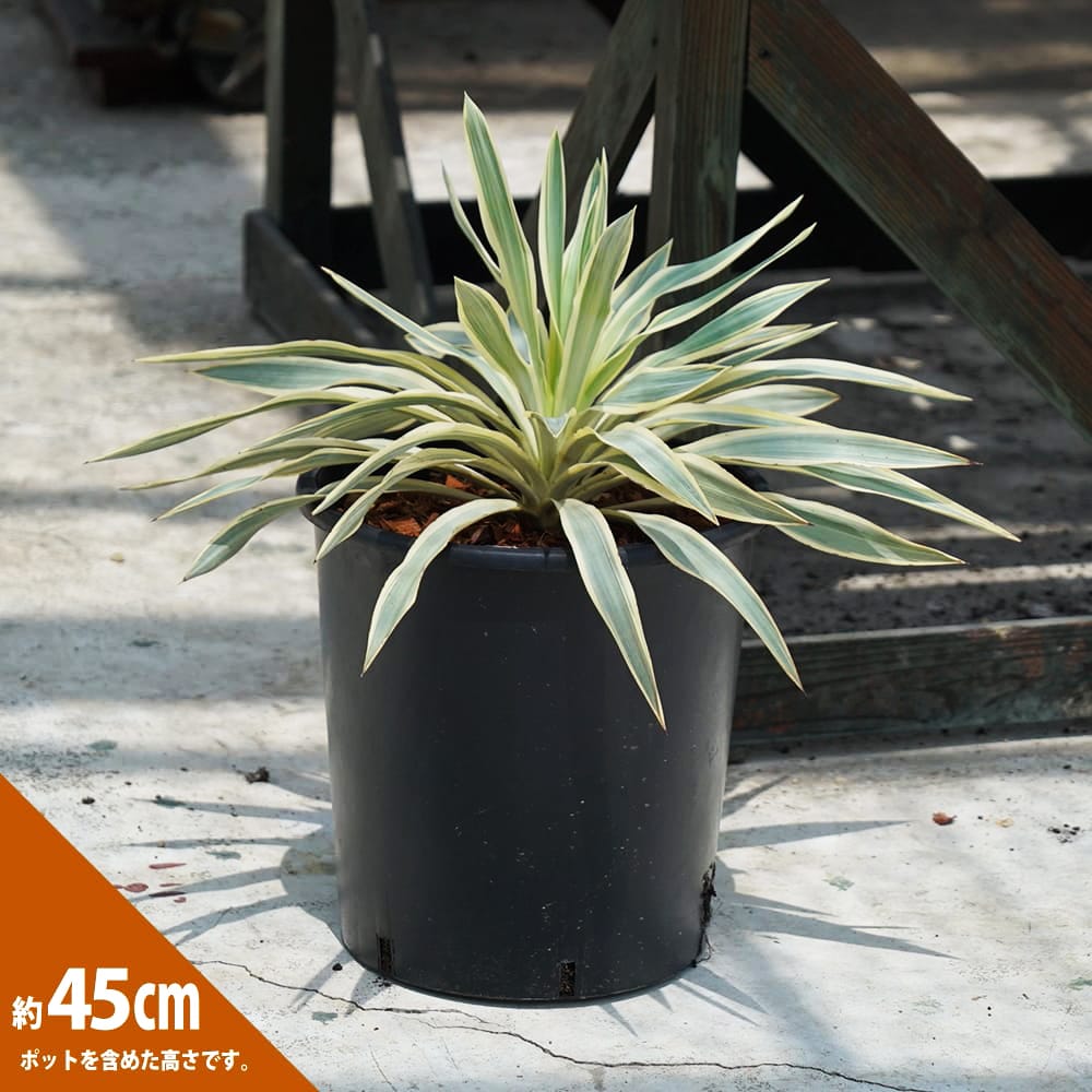 ユッカ グロリオサ ブラストスター 苗 おすすめ 苗木部 By 花ひろば