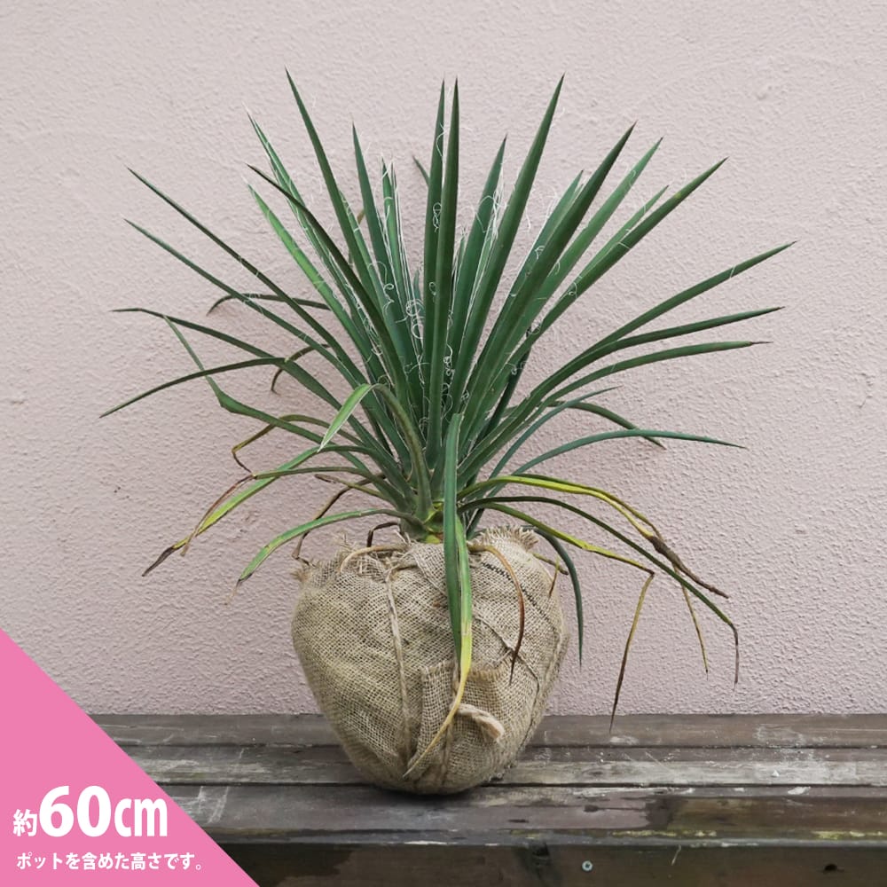 ユッカ フィリフェラ 苗 販売 苗木部 By 花ひろばオンライン