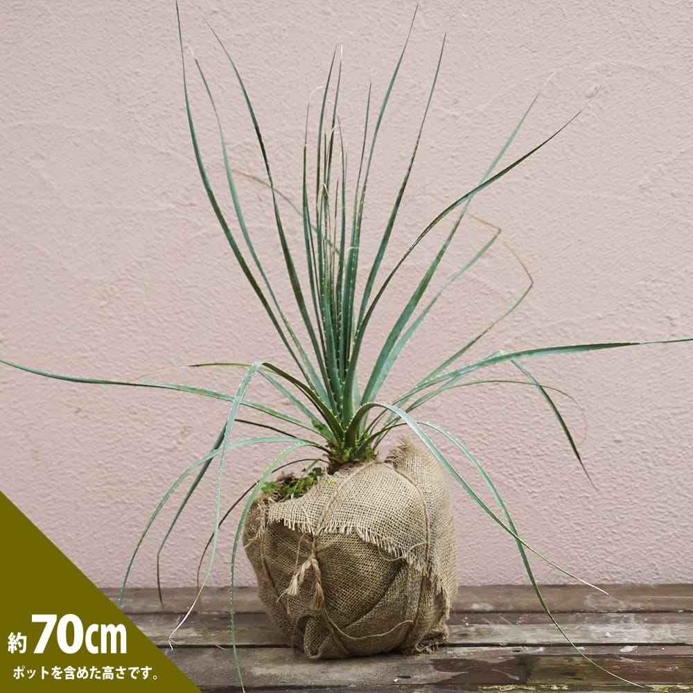 ダシリリオン グラウコフィラム 苗 販売 苗木部 By 花ひろばオンライン