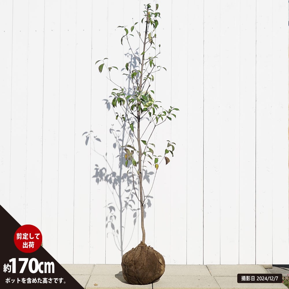 常緑ヤマボウシ アップライトガク ホンコンエンシス 苗 通販 苗木部