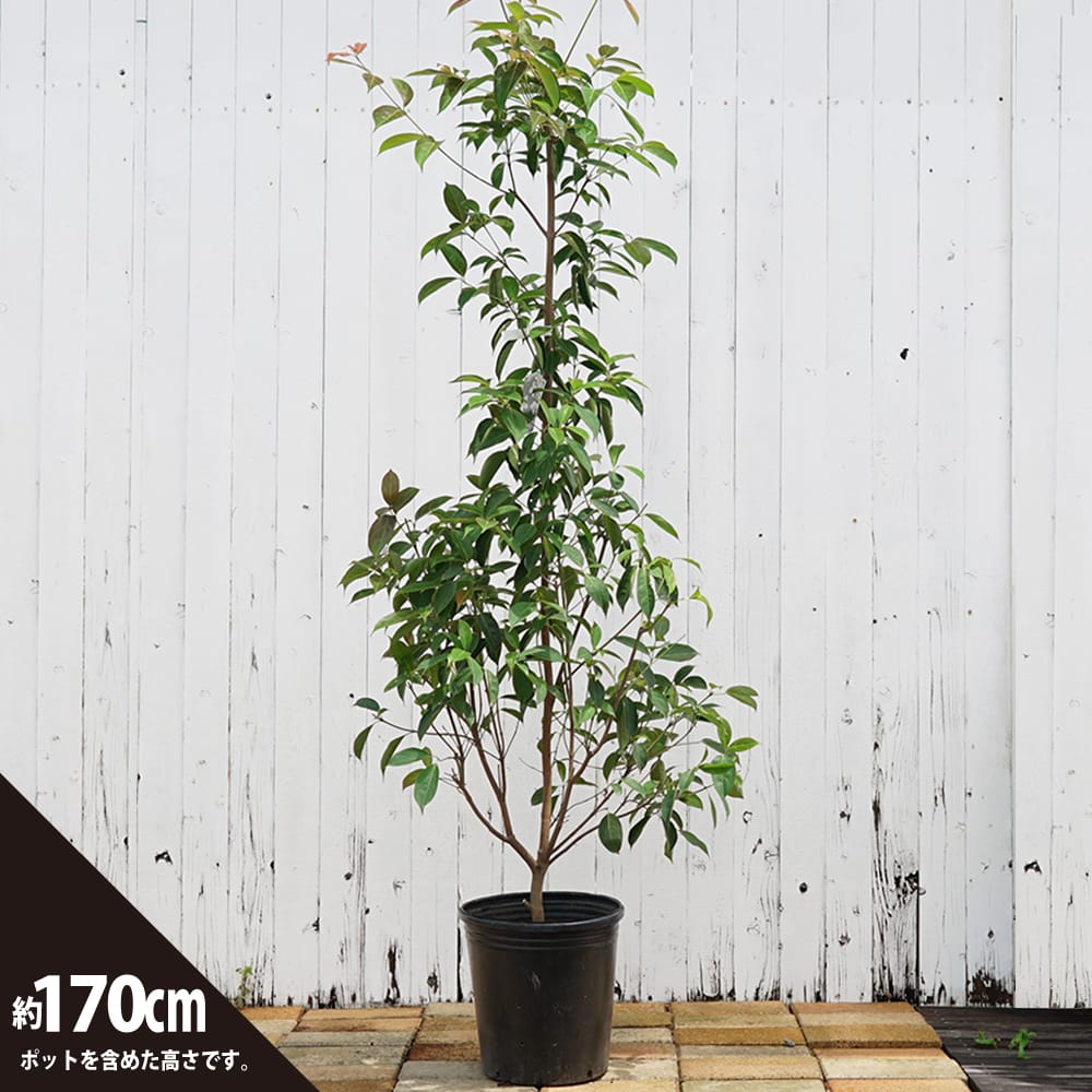 常緑ヤマボウシ アップライトガク ホンコンエンシス 苗 販売 苗木部