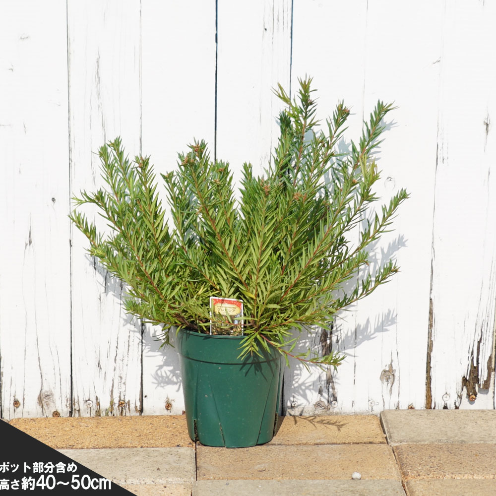 グレビレア ジョン エバンス 苗 販売 苗木部 By 花ひろばオンライン