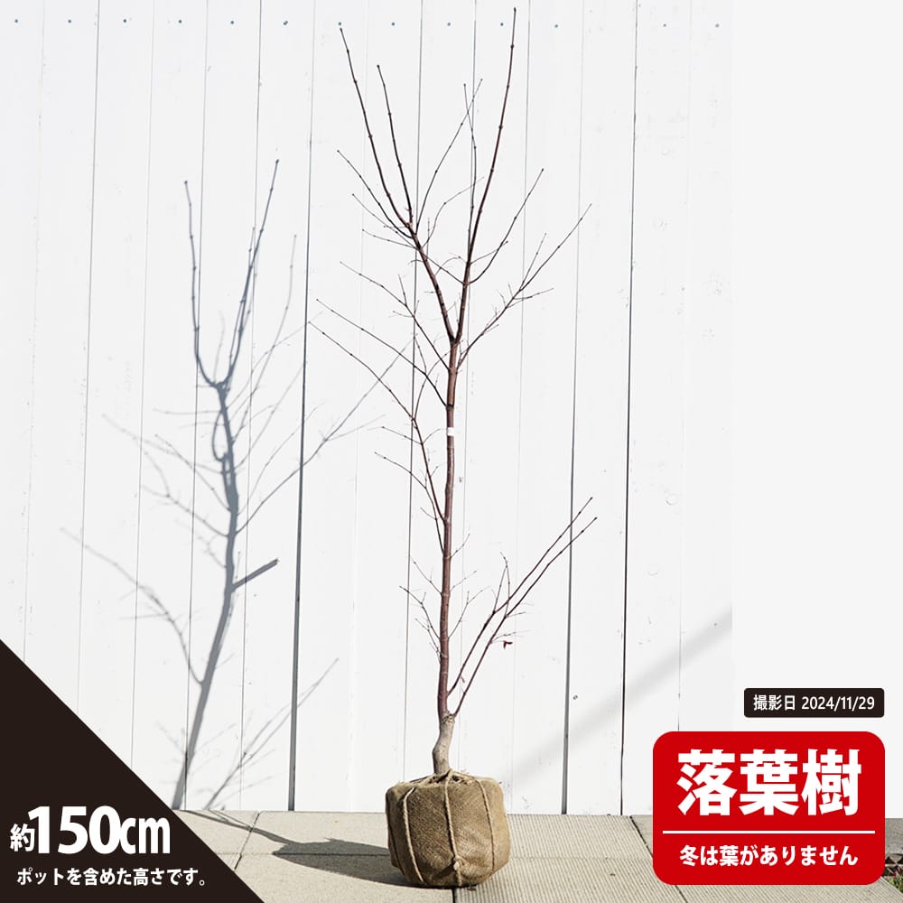 ウメ 鹿児島紅梅 花梅 緋梅系 苗 おすすめ 苗木部 By 花ひろばオンライン