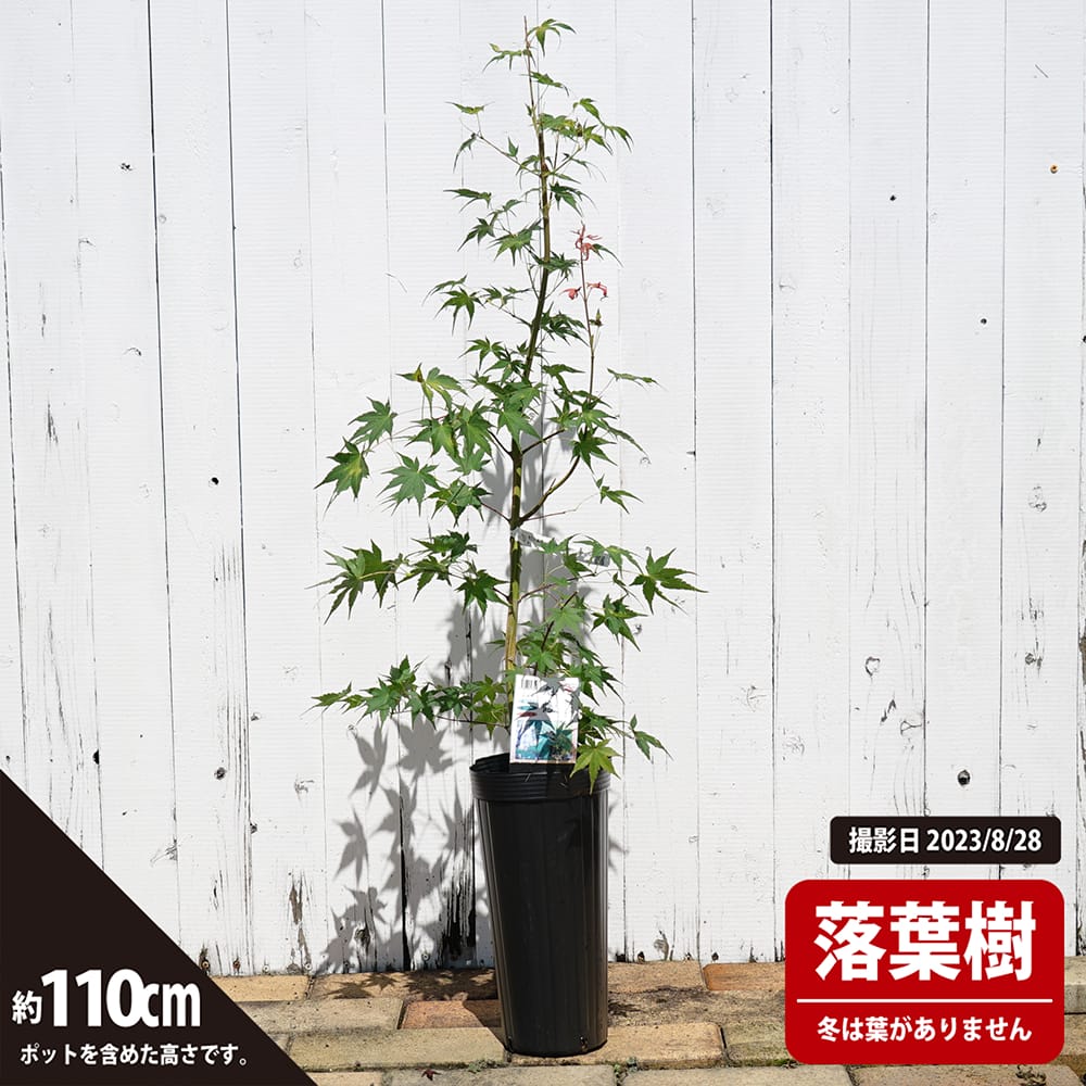 カエデ・もみじ 旭鶴の通販 苗木部 By 花ひろばオンライン