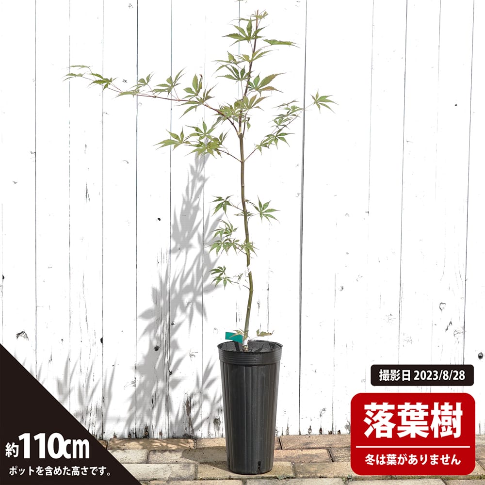 カエデ・もみじ オオモミジ系 紅鏡の通販 おすすめ 苗木部 By 花ひろば