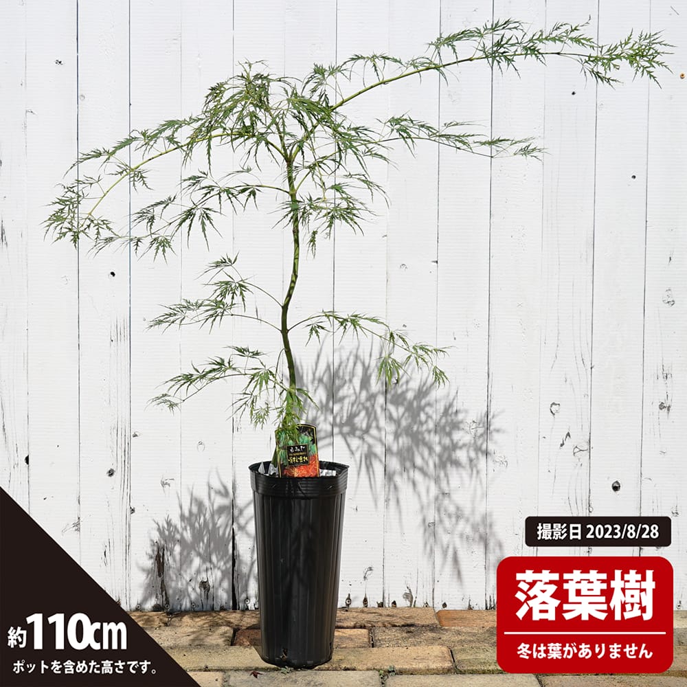 カエデ・もみじ ヤマモミジ系 青しだれの通販 苗木部 By 花ひろば