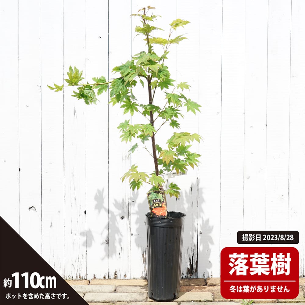 カエデ・もみじ 青板屋 ハイチワカエデ系の通販 苗木部 By 花ひろば