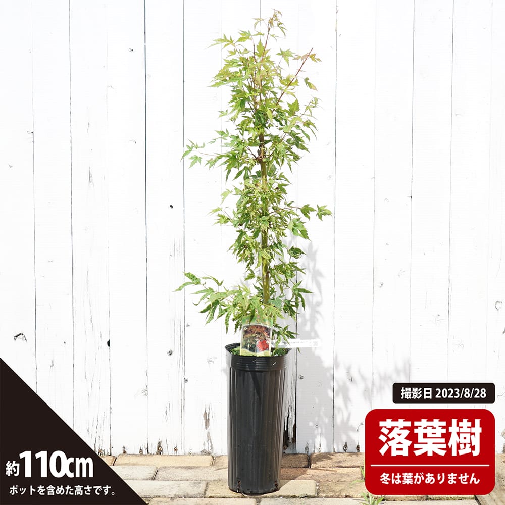 カエデ・もみじ イロハモミジ系 日笠山の通販 おすすめ 苗木部 By 花