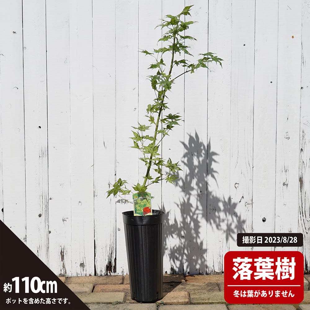 カエデ・もみじ ヤマモミジ系 鴫立沢の通販 苗木部 By 花ひろばオンライン