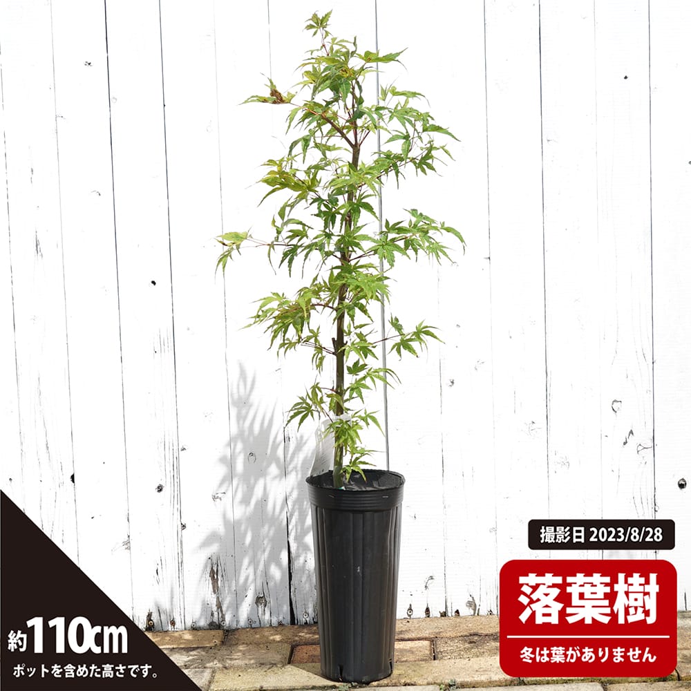 カエデ・もみじ イロハモミジ系 紅青崖の通販 苗木部 By 花ひろば