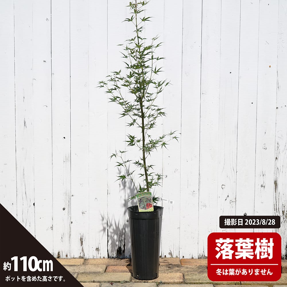 カエデ・もみじ イロハモミジ系 置霜の通販 苗木部 By 花ひろばオンライン