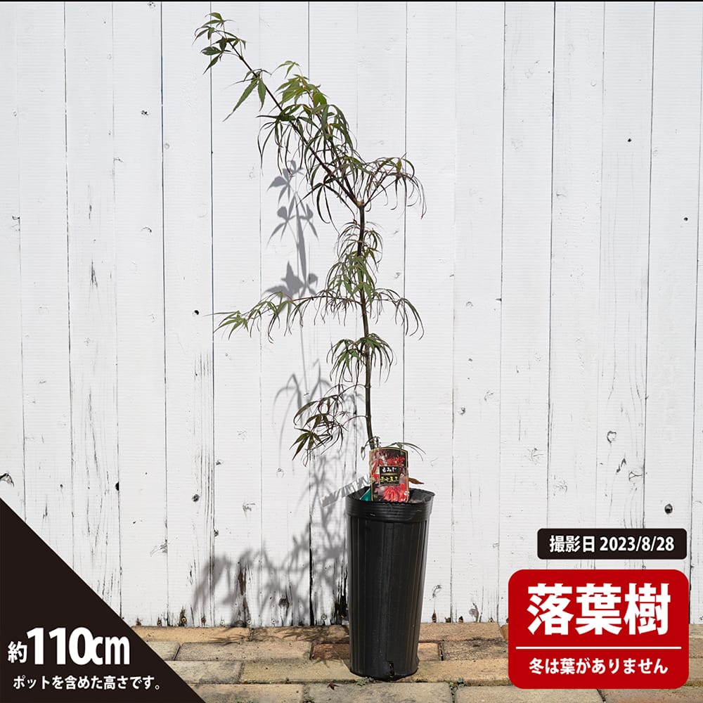 カエデ・もみじ 赤七五三の通販 苗木部 By 花ひろばオンライン