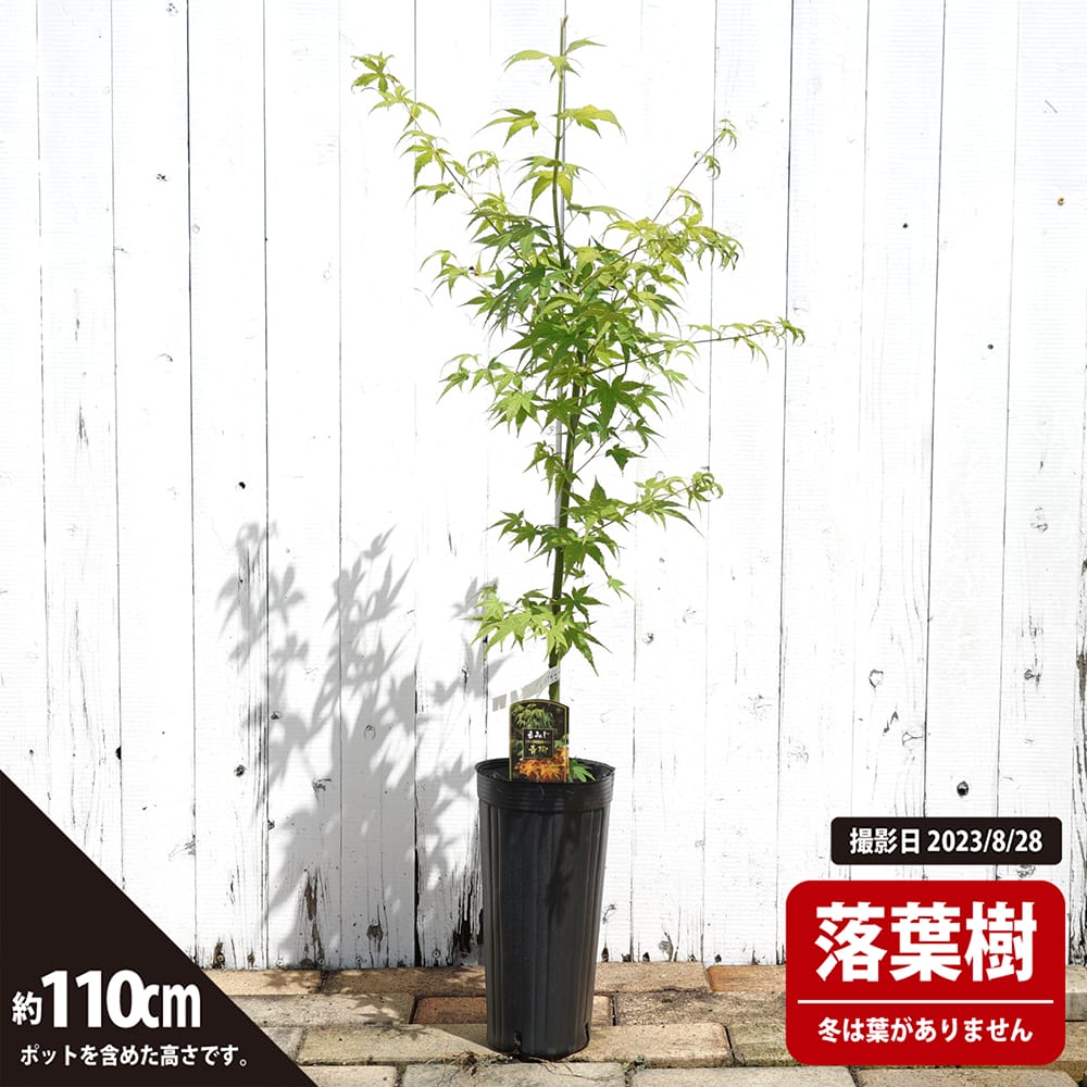 カエデ・もみじ イロハモミジ系 青柳（鬱金）の通販 苗木部 By 花