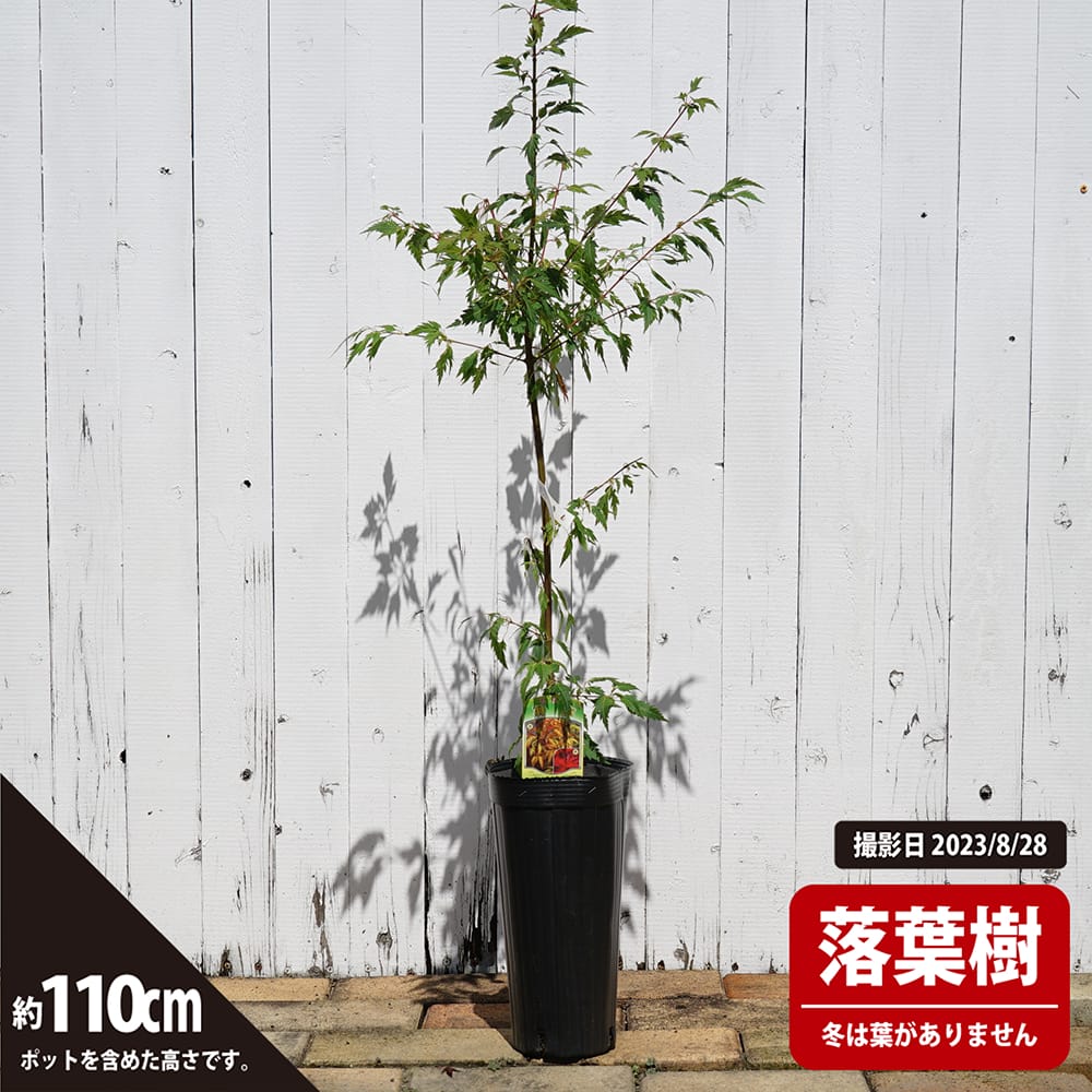 カエデ・もみじ イロハモミジ系 羽衣 苗 販売 苗木部 By 花ひろば