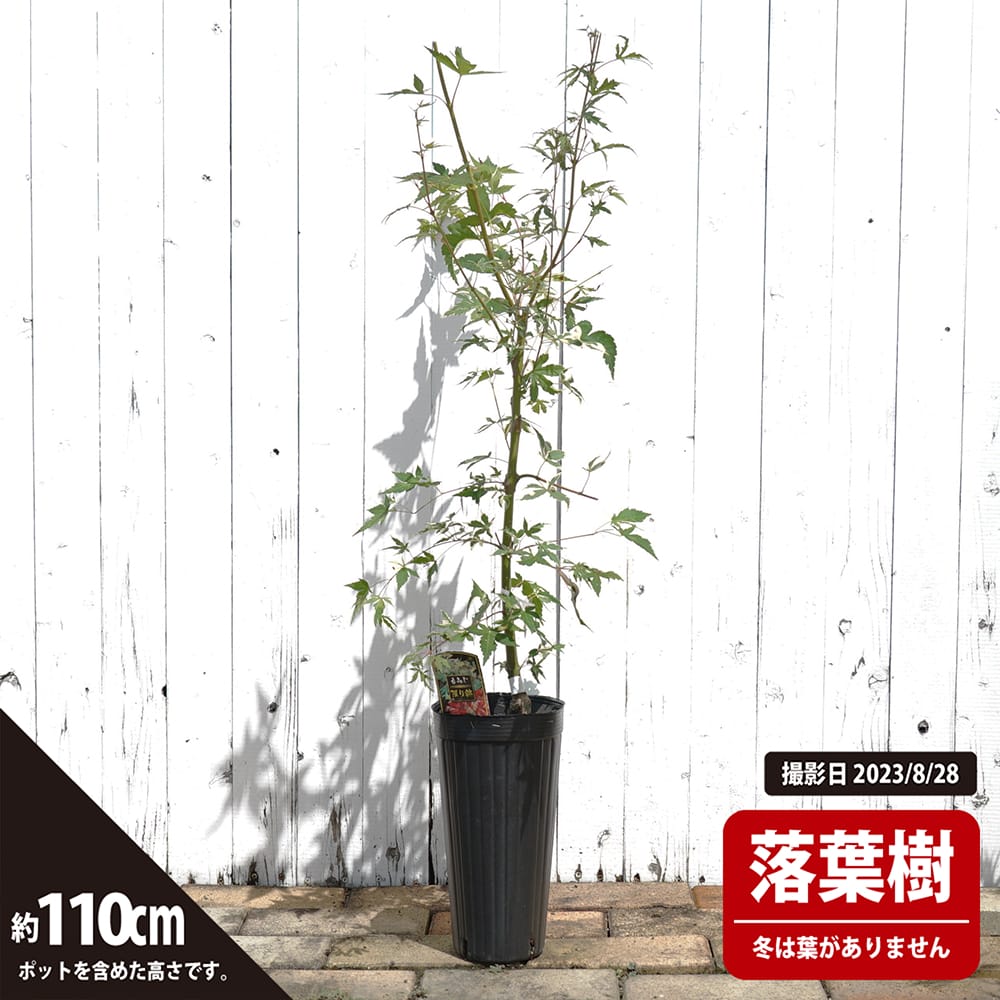 カエデ・もみじ イロハモミジ系 限り錦の通販 苗木部 By 花ひろば