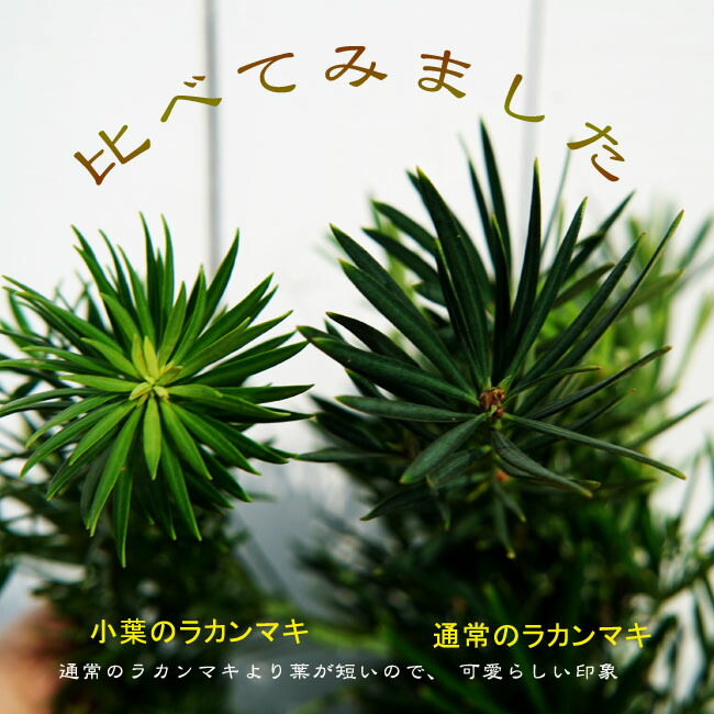 コバノラカンマキとラカンマキの比較