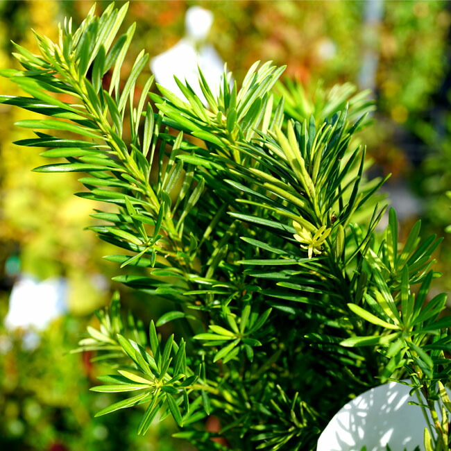 マキ 小葉のラカンマキ 2