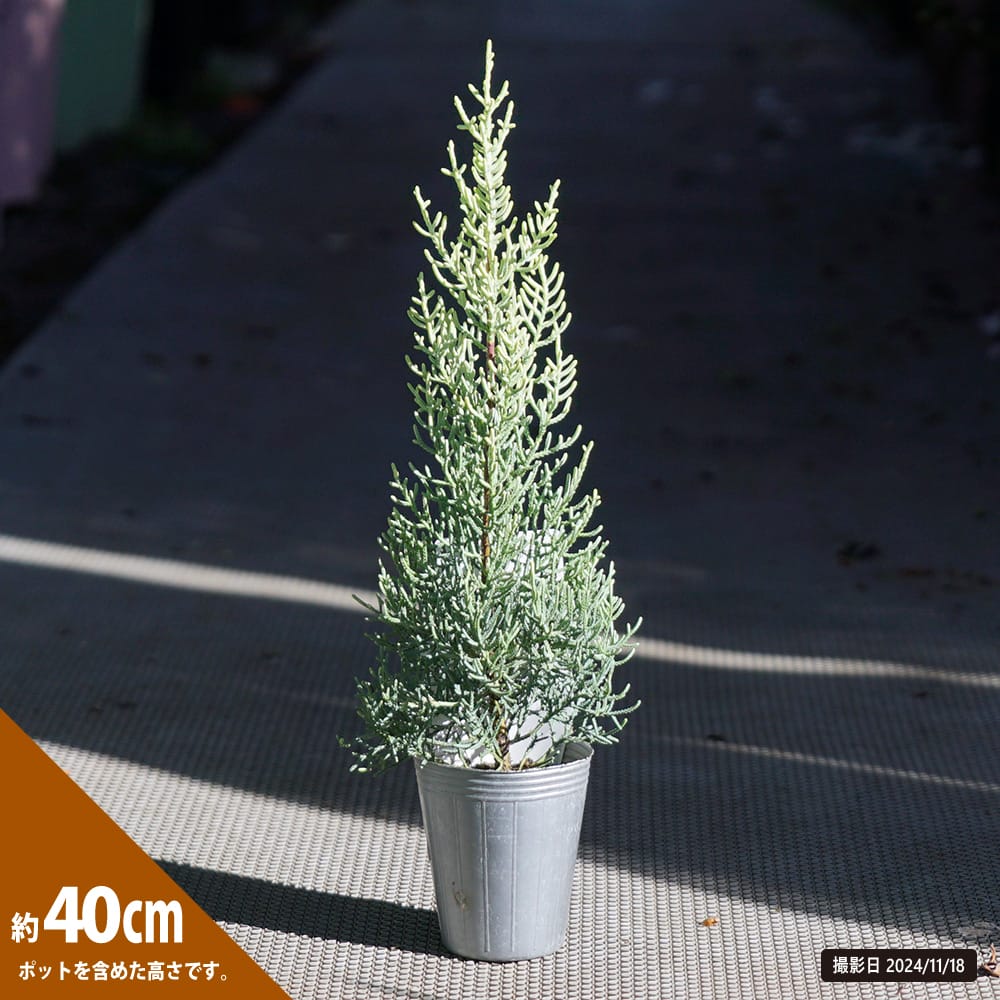 コニファー サルフレア 苗 販売 苗木部 By 花ひろばオンライン