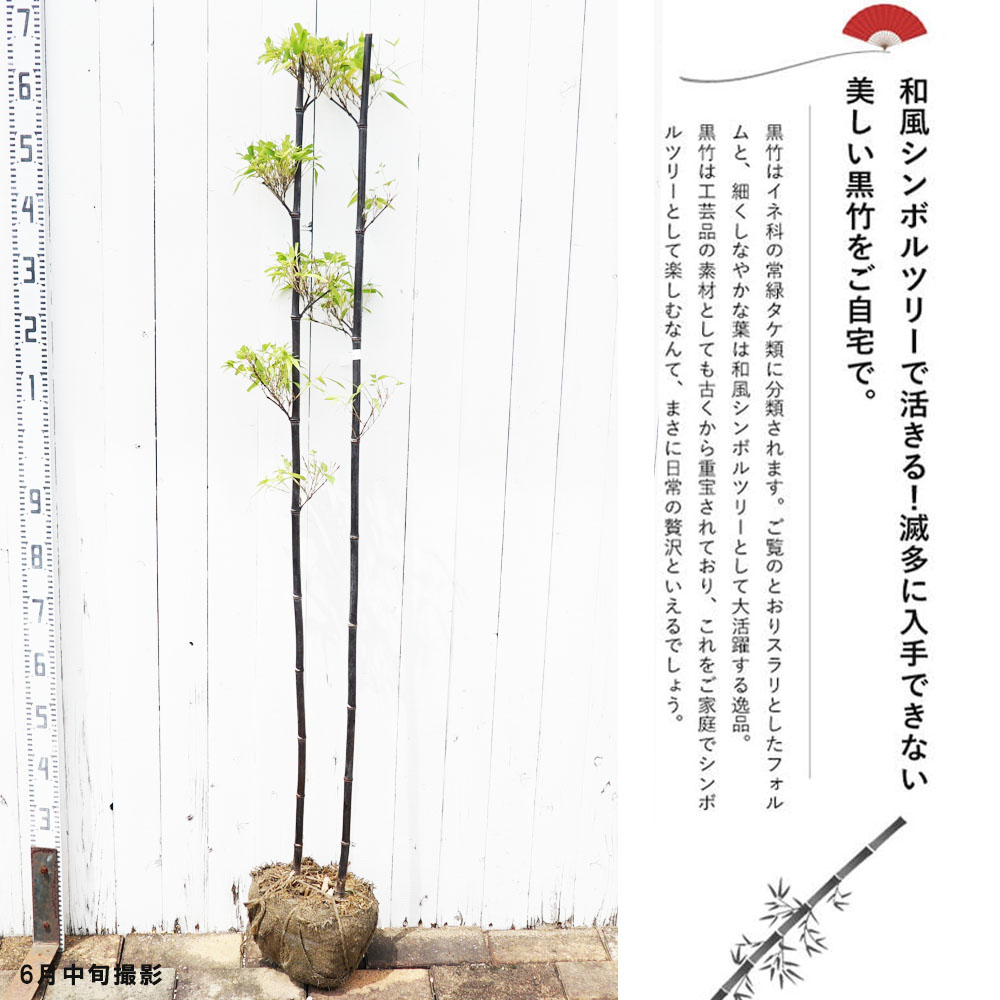 タケ クロチク 1