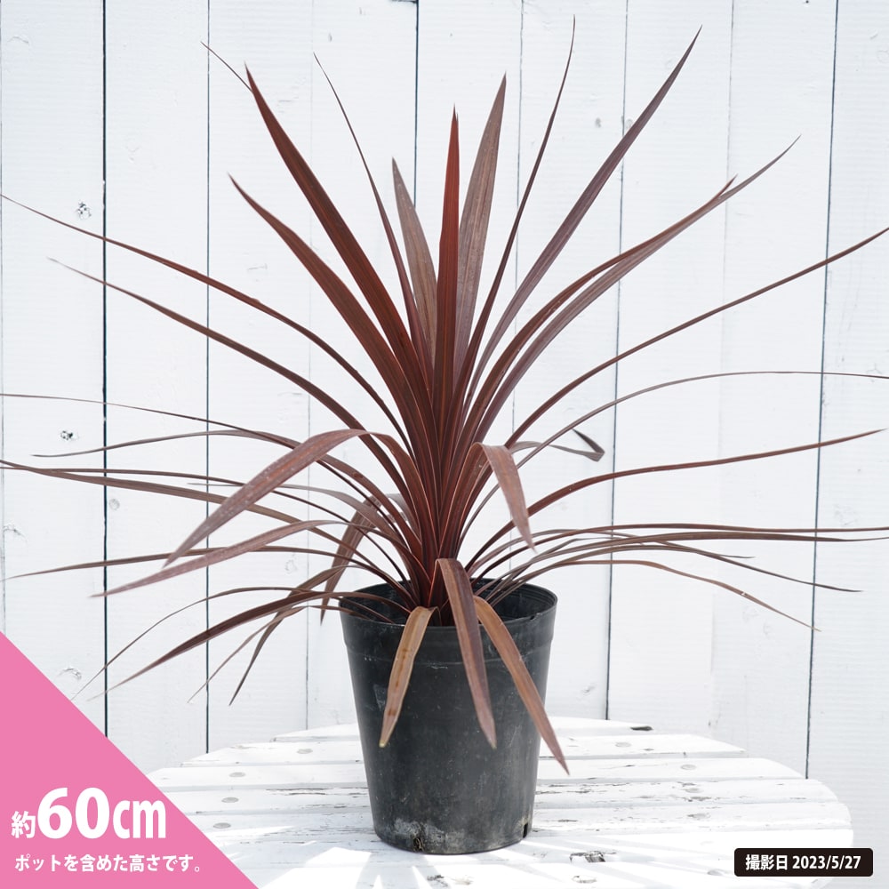 コルジリネ レッドスター 1