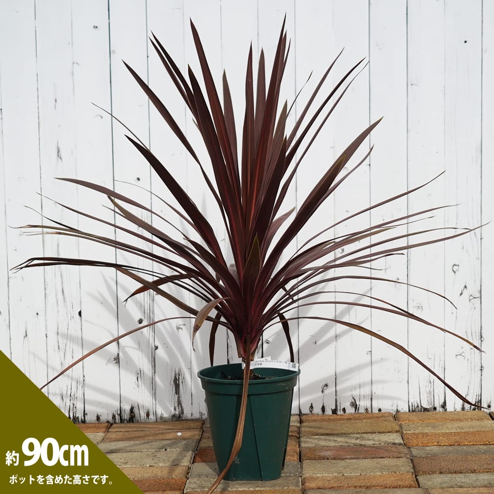 コルジリネ オーストラリス レッドスターの販売 苗木部 By 花ひろば