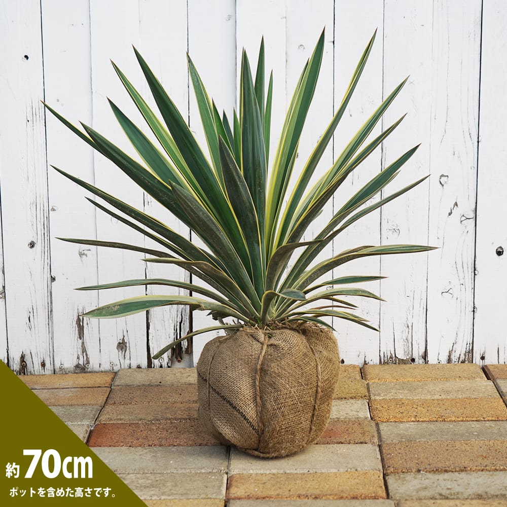 ユッカ グロリオサ バリエガータ 苗 通販 苗木部 By 花ひろばオンライン