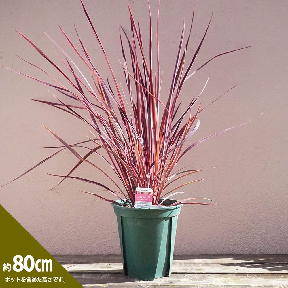 コルジリネ オーストラリス エレクトリックピンクの通販 苗木部 By 花