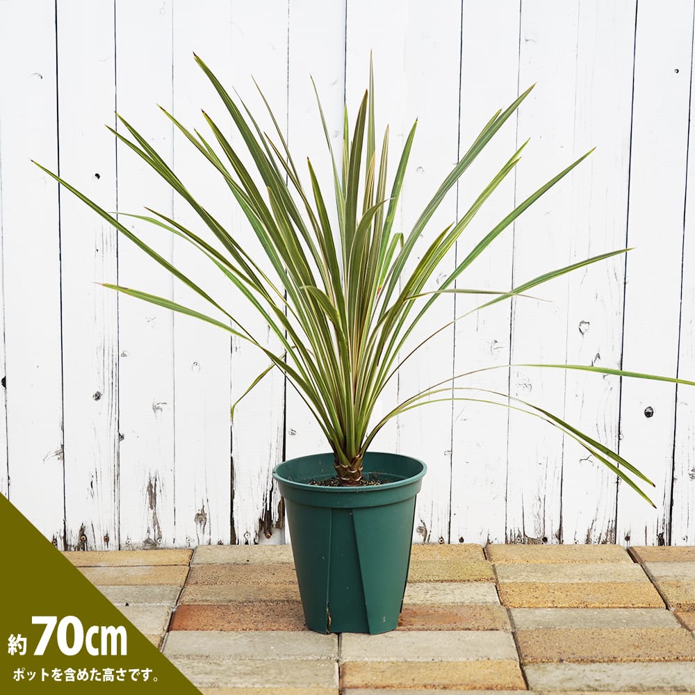 コルジリネ トーベイダズラー 苗 販売 苗木部 By 花ひろばオンライン