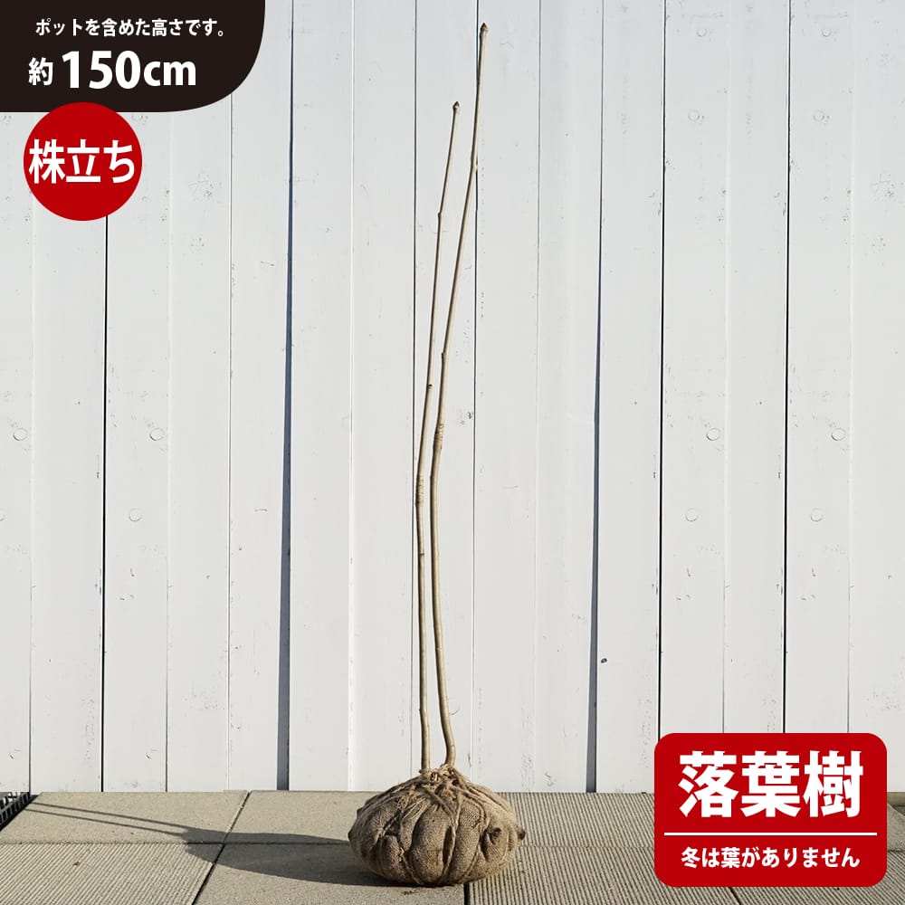 コシアブラ 苗 苗木通販 苗木部 By 花ひろばオンライン