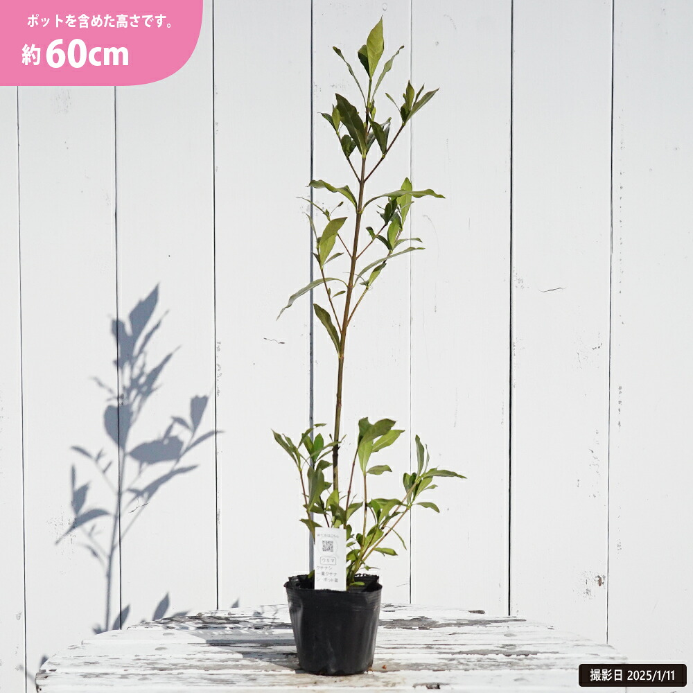 クチナシ 一重 苗 育て方 苗木部 By 花ひろばオンライン