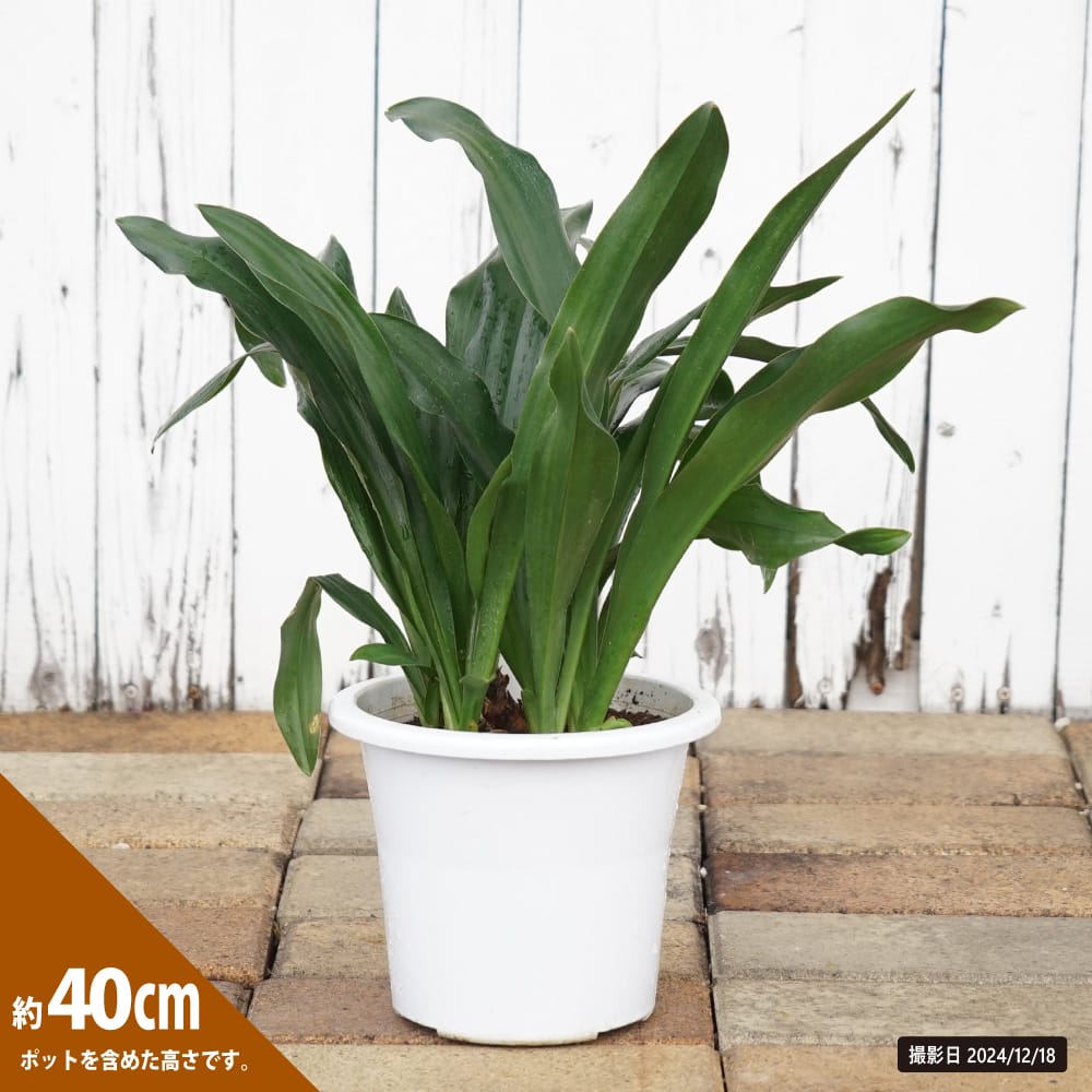 万年青（オモト） 苗 販売 苗木部 By 花ひろばオンライン