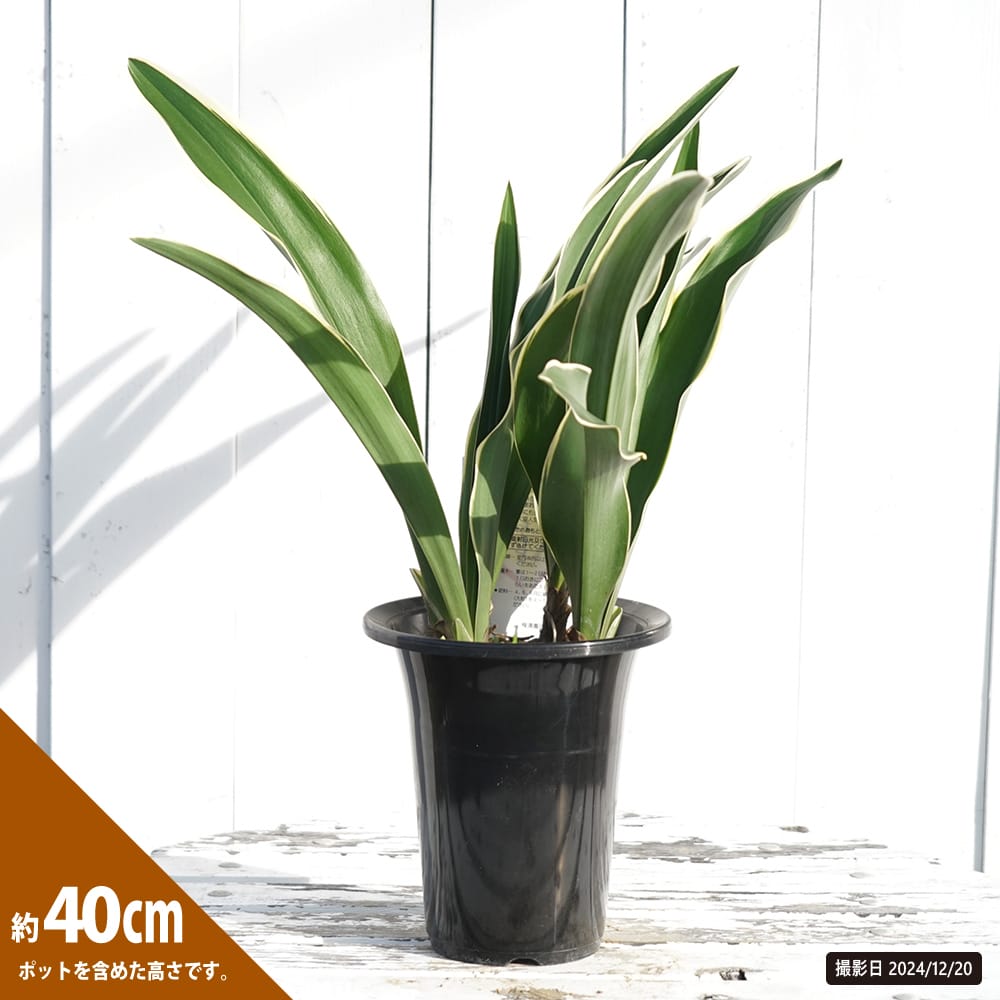 万年青（オモト） 有田都城 苗 販売 苗木部 By 花ひろばオンライン