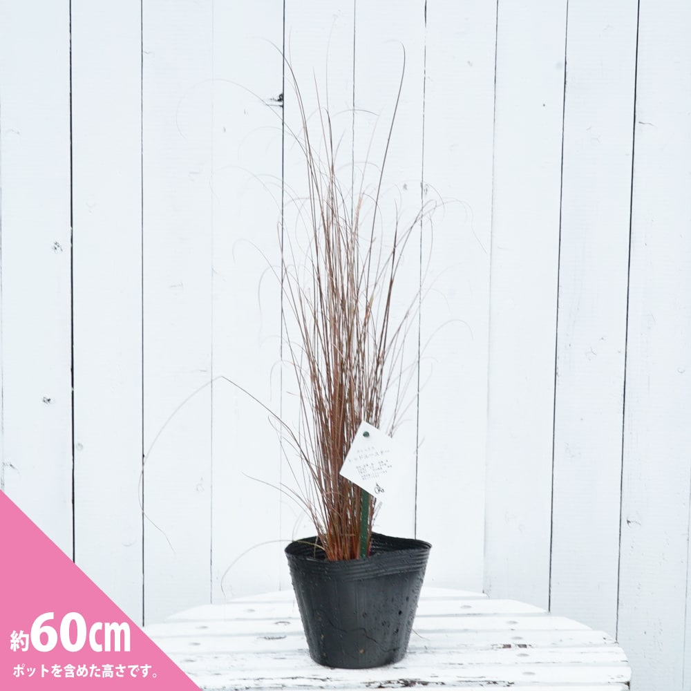 カレックス レッドルースター 