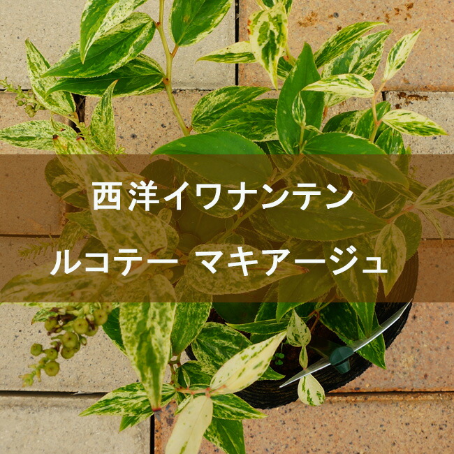 西洋イワナンテン ルコテー マキアージュ