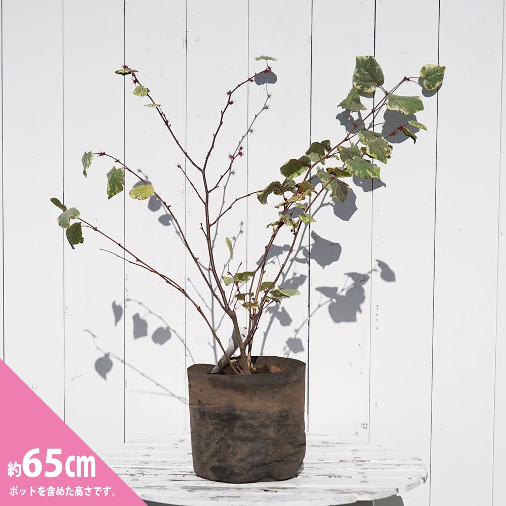 マルバノキ 苗 販売 苗木部 By 花ひろばオンライン